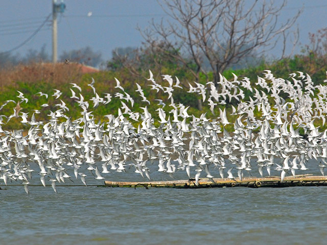 Flocks of migratory birds