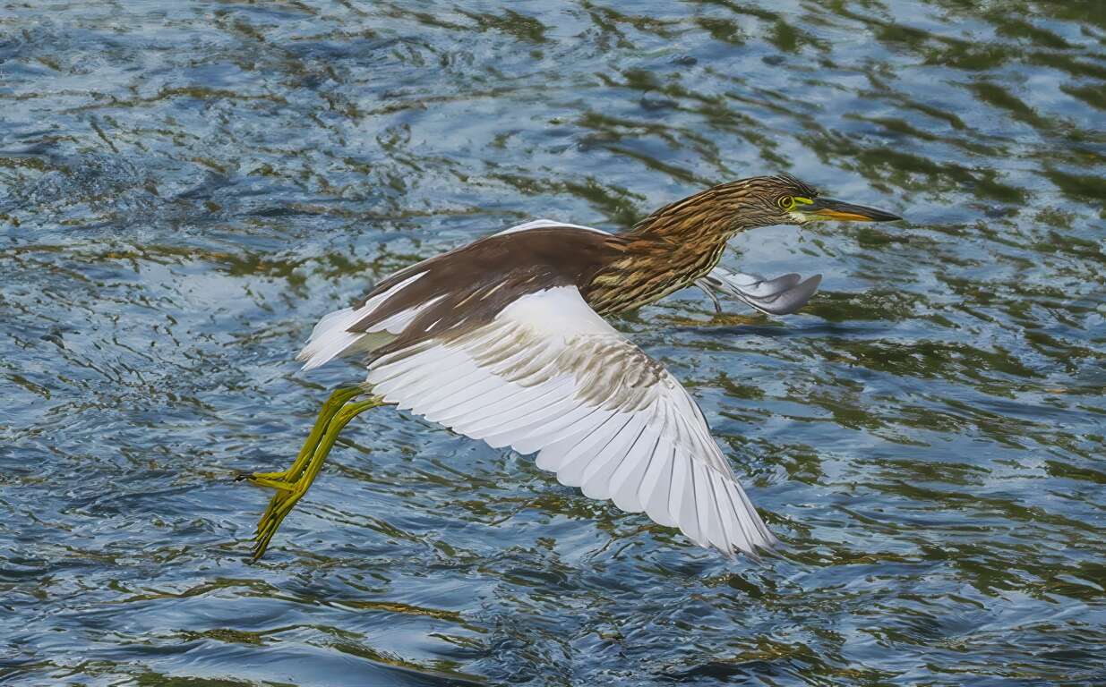 池鷺-臺灣國際觀鳥馬拉松