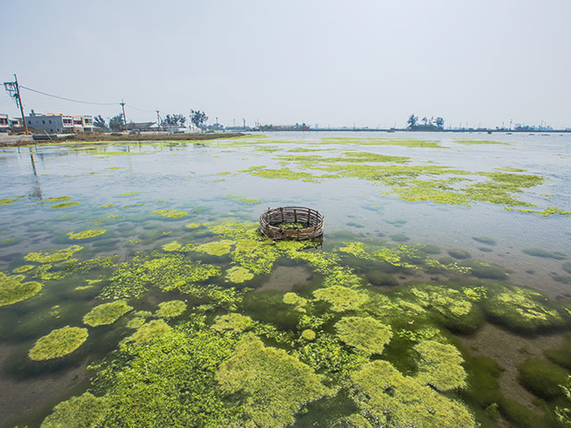 Budai Wetlands