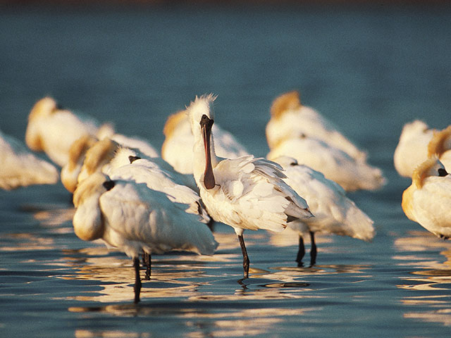 Black-faced spoonbills come to Taiwan to spend the winter