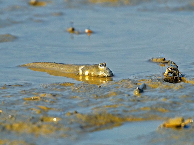 Mudskippers and crabs on the mudflats