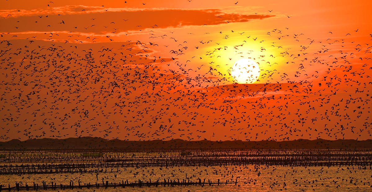 Beimen Lagoon—Black-bellied terns
