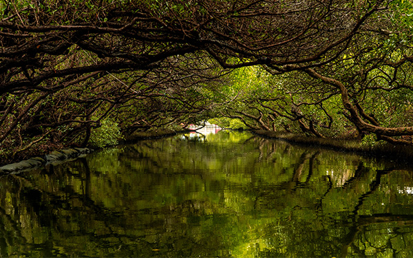 Sicao Green Tunnel