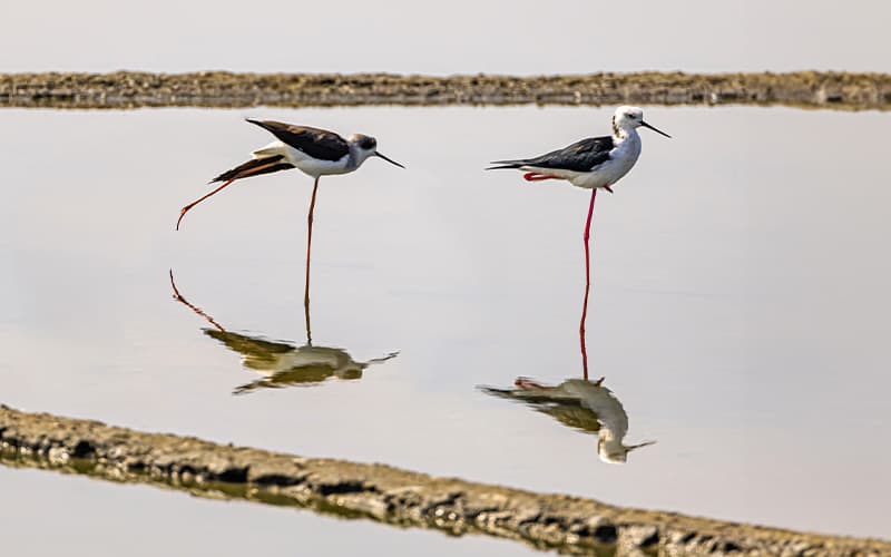 府城の生態－湿地と海岸をめぐる