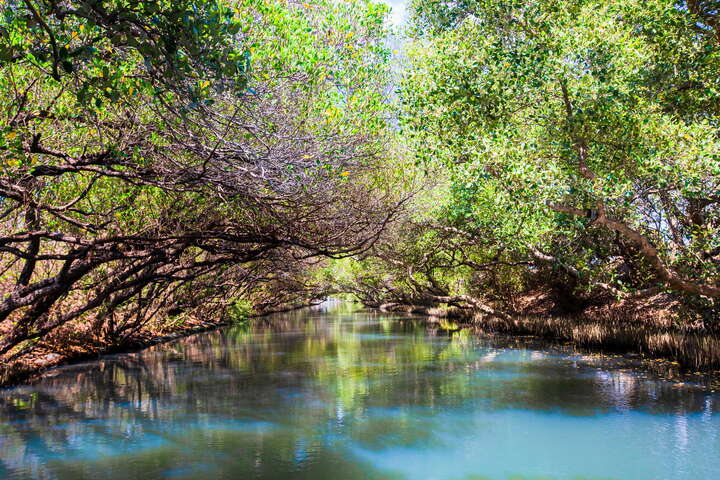 Sicao Green Tunnel