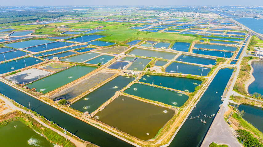 鳥瞰鰲鼓濕地