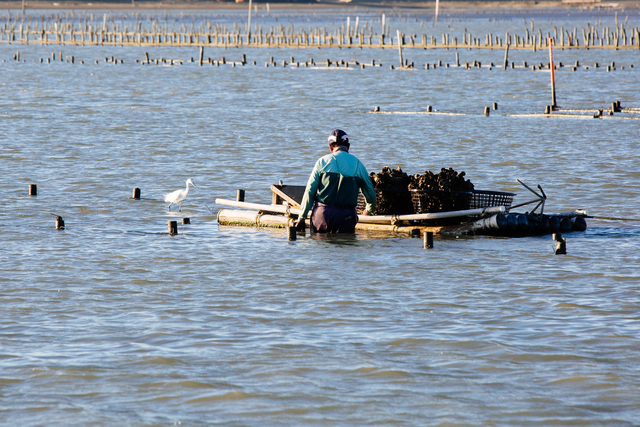 牡蠣を集める漁師