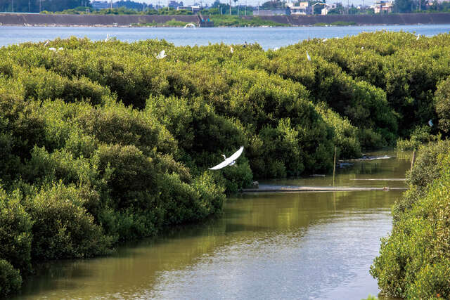朴子溪口如果適逢退潮，河上沙洲浮現，可以看到珍貴的生態景觀