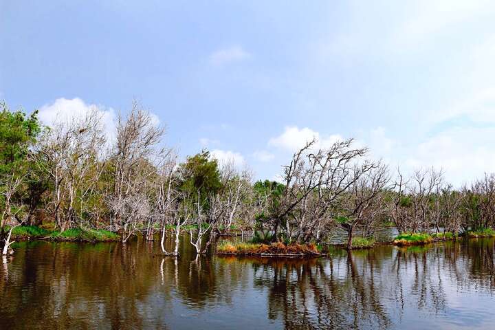 萡子寮漁港旁的濕地生態有特別的枯木景觀