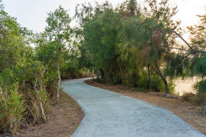 南布袋濕地生態園區步道旁有許多植物