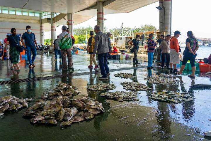 將軍漁港有最新鮮的漁獲供民眾挑選