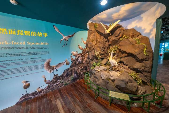 館內展示黑面琵鷺生態的訊息