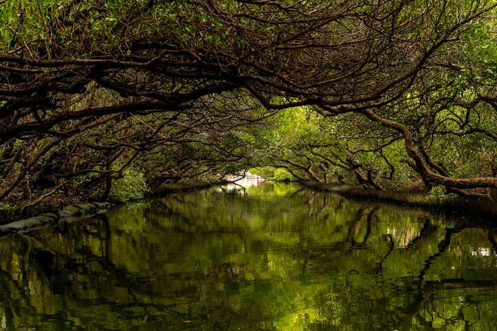 Sicao Green Tunnel