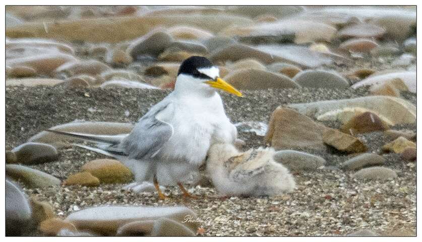 小燕鷗鑽進親鳥懷裡的親子溫馨畫面(照片來源：賞鳥達人 蘇佳霖老師)