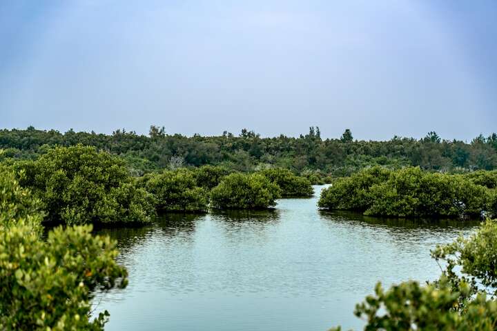 湖口濕地生態物種豐富