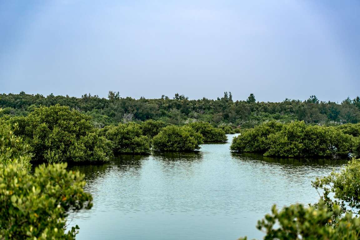 湖口濕地生態物種豐富