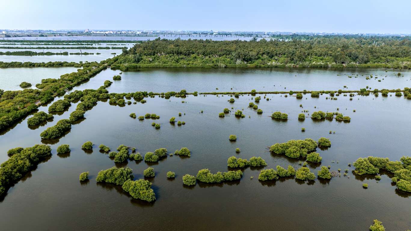 湖口濕地位於牛挑灣溪與北港溪出海口的交界處
