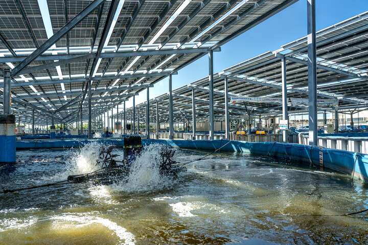 擁有目前規模最大的臺灣鯛養殖場