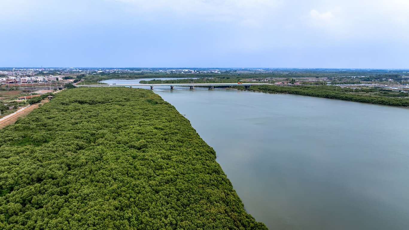 紅樹林生態公園為多種生物提供了重要的棲息地