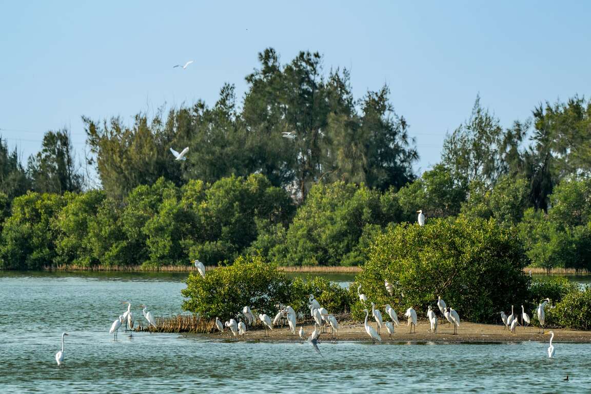 南布袋濕地是賞鳥聖地