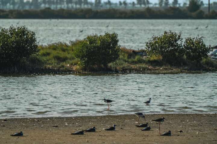 南布袋濕地可觀察到冬候鳥、夏候鳥