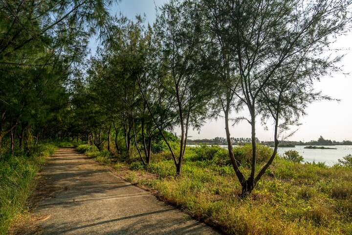 南布袋濕地生態園區步道旁有許多植物
