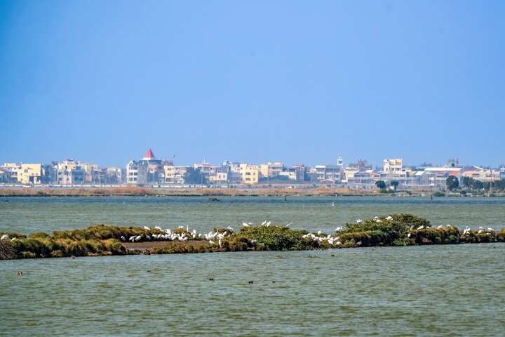 鳥群聚集在堤岸