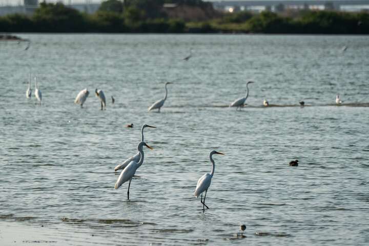 南布袋濕地是各種候鳥和野鳥的理想棲息地