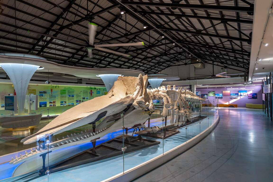 館內正中央展示的抹香鯨骨骼標本