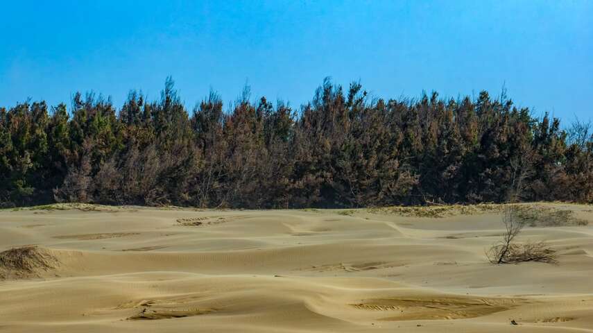 頂頭額沙洲防風林