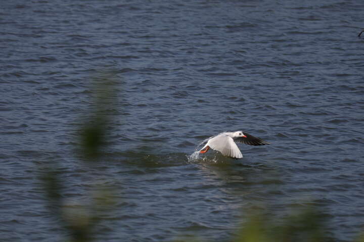 台湾国際バードソン-ユリカモメ