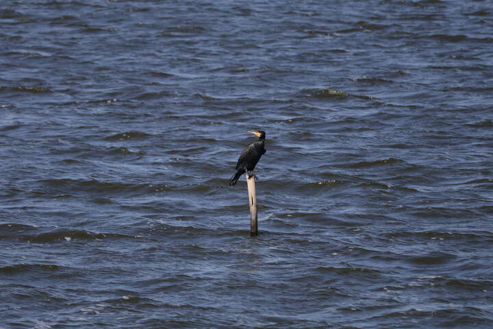 2025Taiwan Birdathon