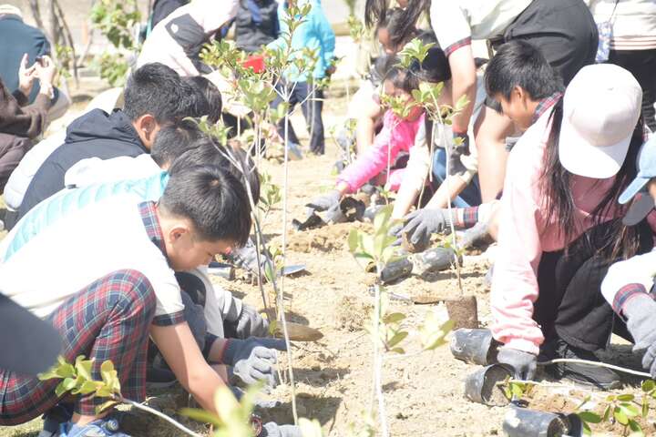 布袋國小學生植樹