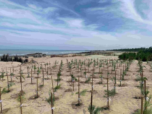 布袋好美里海岸防風林樹苗栽植