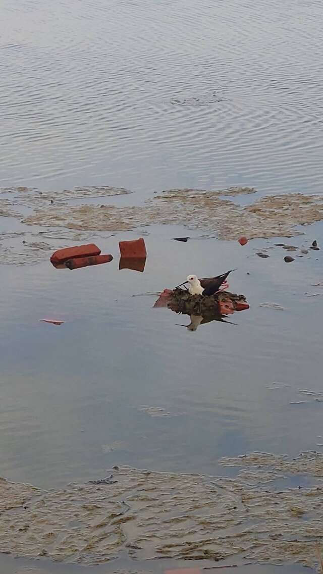 高蹺鴴築巢育巢1