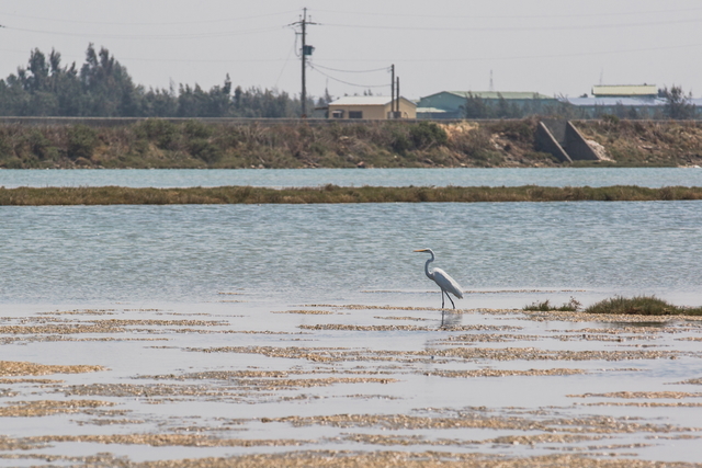 可以在布袋濕地生態園區的岸邊觀察冬候鳥、夏候鳥