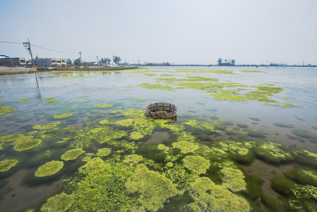 成龍濕地上佈滿藻類及浮游生物，也算是另類景觀